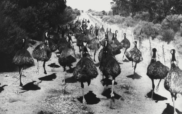 Australia Occidental rural en 1932 durante la Guerra del Emú