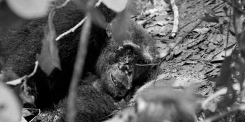 gombe chimpanzees golpeado por 8 integrantes cuando disfrutaba de una comida