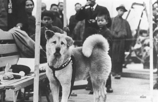Hachikō: La verdadera historia del perro más leal del mundo