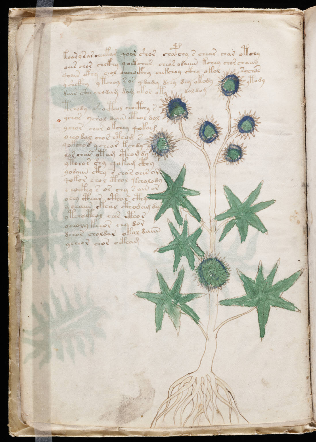 Ilustraciones botánicas del Manuscrito Voynich