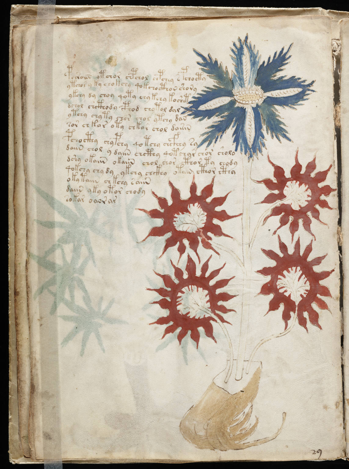Páginas internas del Manuscrito Voynich con escritura desconocida